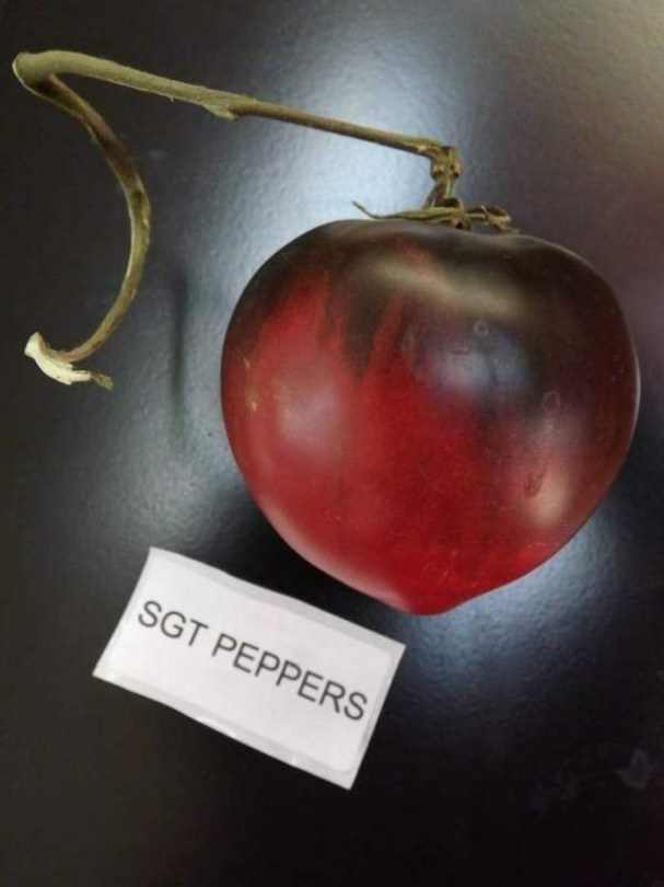 Bors őrmester paradicsom - Paradicsom különlegességek az Egzotikus Növények Stúdiója kínálatából